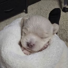 Mahindra - White and tan female Maltese puppy in Ludington, Michigan from OT Maltese & Co