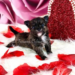 Puma - Fawn brindled black male Chihuahua puppy in Anderson, South Carolina from Lil Treasures Chihuahuas