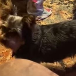 Yorkshire Terrier Puppies from Yorkie Prints