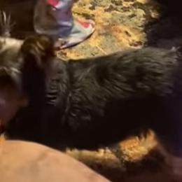 Yorkshire Terrier Puppies from Yorkie Prints
