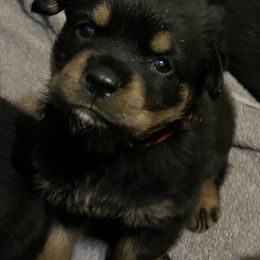 Boy 2 - Rottweiler puppy in Florida from Copper Ridge Kennel