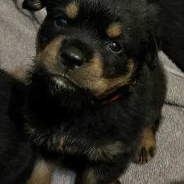 Boy 2 - Rottweiler puppy in Florida from Copper Ridge Kennel