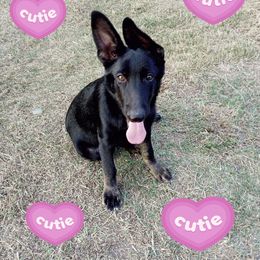 Lucy (Purple) - Black female German Shepherd puppy in Bedias, Texas from TiPi S Ranch's German Shepherds