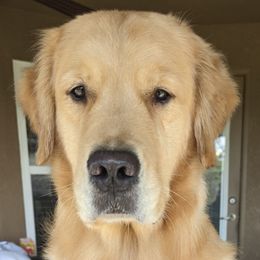 Golden Retrievers from Westbound Goldens
