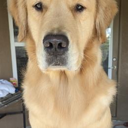 Golden Retrievers from Westbound Goldens
