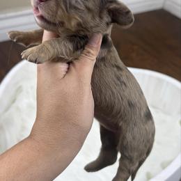 Belle - Dapple female Dachshund puppy in Menifee, California from TeenieWeenieDoxies