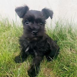 Miniature Schnauzers from Mary's Miniature Schnauzers