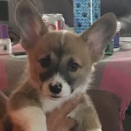 Buddy - Fawn male Pembroke Welsh Corgi puppy in Indian Valley, Idaho from Indian Valley Corgies