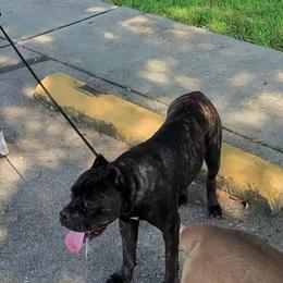 Xena - Cane Corso