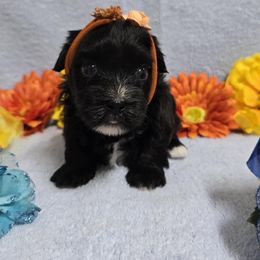 Black Boy - Black male Havanese puppy in Vinita, Oklahoma from Locust Creek Shih Tzu & Havanese