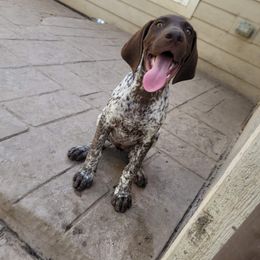 German Shorthaired Pointer Puppies from Dem Feuerhaus Gun Dogs