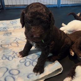 Denver -green color - Brown male Bernedoodle puppy in Aurora, Colorado from Simply Amazing Doodles