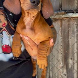 Brown female - Chocolate female Dachshund puppy in Phelan, California from Elite Parson Russells