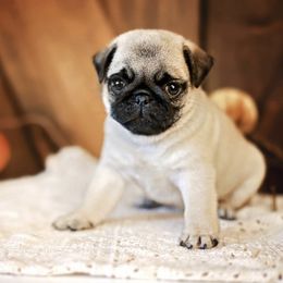 Pug Puppies from Gold Leaf Farm Pugs