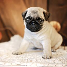 Pug Puppies from Gold Leaf Farm Pugs