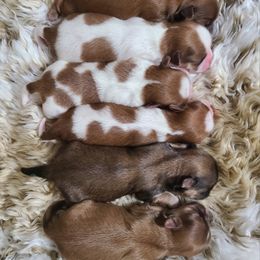 Shih Tzu Puppies from Precious Heirloom Shih Tzus