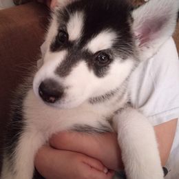 Siberian Husky Puppies from Husky Rose