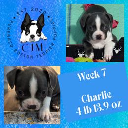 Charlie - Blue male Boston Terrier puppy in Jupiter, Florida from CJM Boston and Boxer Puppies