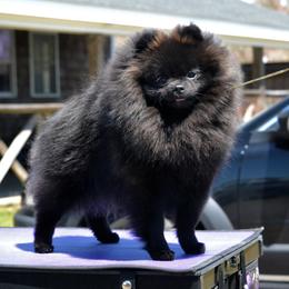 Jude - Pomeranian