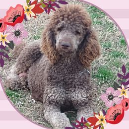 Cheyenne - Poodle