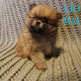 Pomeranian Puppies from Brandi’s Pomeranian Pups