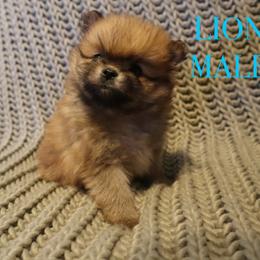 Pomeranian Puppies from Brandi’s Pomeranian Pups