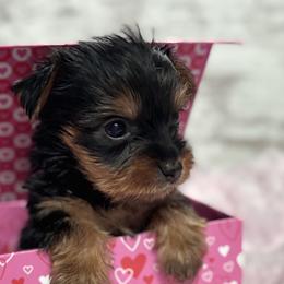 Mal-Shis, Maltese, Shihpoos, and Yorkshire Terriers from Mountain State Puppies