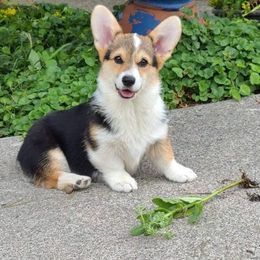 Pembroke Welsh Corgi Puppies from 24k Corgis