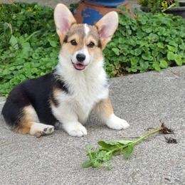 Pembroke Welsh Corgi Puppies from 24k Corgis