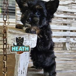 Heath - Black and tan male Yorkshire Terrier puppy in Elk Ridge, Utah from Janita's Yorkshire Terriers