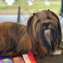 Daffy - Lhasa Apso