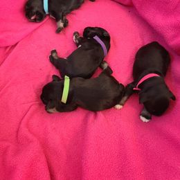 Miniature Schnauzer Puppies from Starbound Miniture Schnauzer's