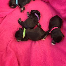 Miniature Schnauzer Puppies from Starbound Miniture Schnauzer's