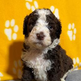 Penny - Brown and white female Bernedoodle puppy in Battle Creek, Michigan from T-Rose’s Bernedoodle & Pomsky Puppies