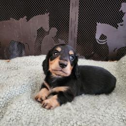 Jackson - Black and tan male Dachshund puppy in Lindsay, California from Lewis Creek's Dachshunds