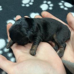 Yellow collar - Black and tan female Dachshund puppy in Saint Albans, Maine from Australian Cattle Cuties and littles