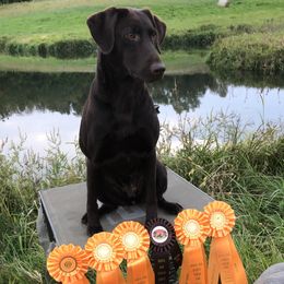Labrador Retrievers from Silver Lake Labs