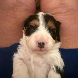 Kingston - Black and white male Cavapoo puppy in Santaquin, Utah from Willow & Wag Farm