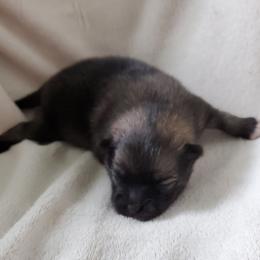 Jet - Black and tan parti male Pomeranian puppy in Bellevue, Iowa from Fluffy Wonders Poms and Doodles