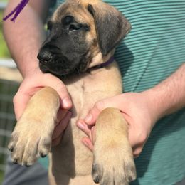 Crater - Fawn male Great Dane puppy in Ocala, Florida from Cloud9 Bedlingtons and Argos Danes