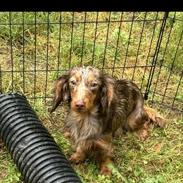 Dachshund puppies from White Oak Kennels