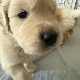 Texas - Light golden male Golden Retriever puppy in Chandler, Arizona from Az K9 Companions
