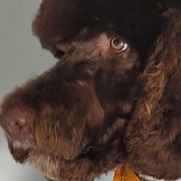 Goldendoodles and Poodles from Lisa Marie's Poodles & Doodles