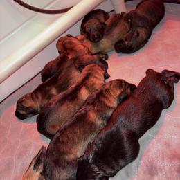 German Shepherd Puppies from WildHaven Shepherd