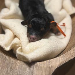 Lola - Tri-color female Bernedoodle puppy in Bellevue, Iowa from Blended Acres & Kennels