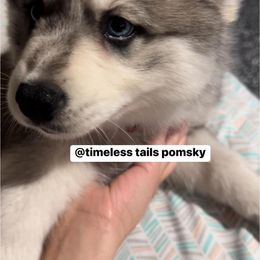 Pomsky Puppies from Timeless Tails Pomsky