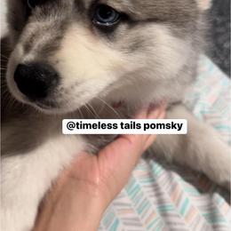 Pomsky Puppies from Timeless Tails Pomsky