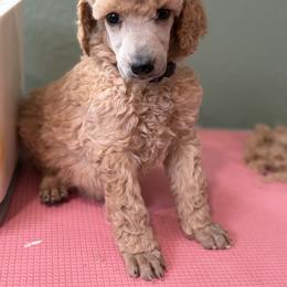 Genie - Apricot female Poodle puppy in Brooksville, Florida from Ariella Standard Poodles & Chinese Cresteds