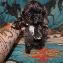 Blue boy - Blue male Shih Tzu puppy in Newark, Ohio from Gemini Kennels