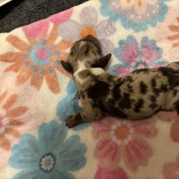 Forrest - Dapple male Dachshund puppy in Lufkin, Texas from L & A Dachshunds